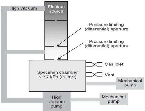 Figure I.1.  Schéma d’un microscope électronique à balayage sous pression de gaz 
