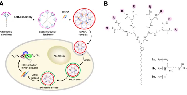 Figure 1 Schematic illustration of the supramolecular dendrimer formed via self-assembly of  an amphiphilic dendrimer for siRNA delivery