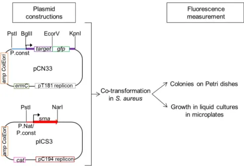 Figure 1. Principles of the in vivo investigation of direct interactions between sRNA and their potential mRNA targets in Staphylococcus aureus