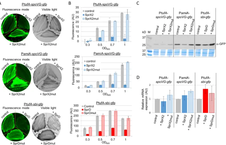 Figure 5. Negative in vivo mRNA regulation by two sRNAs in Staphylococcus aureus. Fluorescence decreased in cells expressing either spoVG-gfp or sbi-gfp fusions when they were co-expressed with SprX2 and SprD, their respective regulatory sRNAs