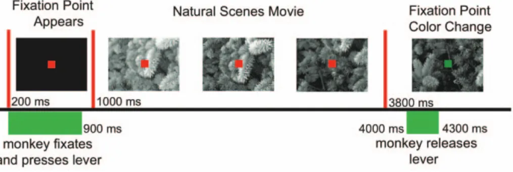 Figure 1. Natural scene movies with modified surrounds. Timeline for presentation of natural scenes movies