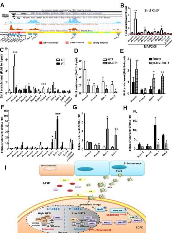 Figure 7.  SIRT1 negatively regulates MKK6 transcription through epigenetic chromatin modification