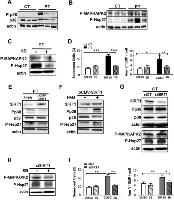 Figure 5.  SIRT1 protects against senescence and vesiculation through the downregulation of the p38 MAPK pathway activation in ECFC