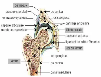 Fig. I-9 : Coupe frontale de l'articulation coxo-fémorale [39]. 