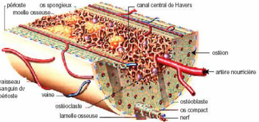 Fig. I-10 : Coupe de l'os [42] 