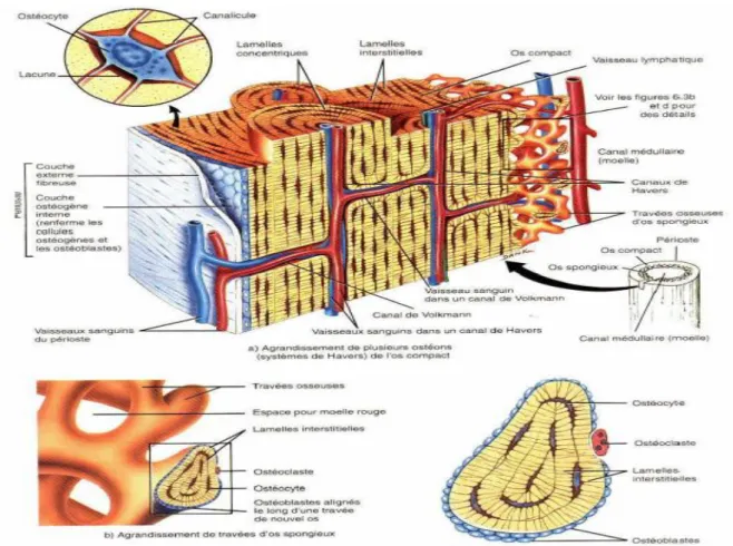 Fig. I-11 : Schéma de l’os cortical et spongieux, Système de Havers. 