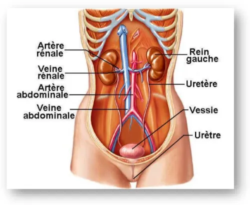 Figure 1.1: Anatomie générale du système urinaire (M OLINIER  &amp; M ASSOL , 2007) 