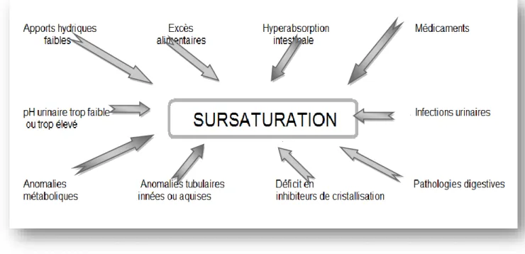 Figure 2.3  Facteurs inducteurs de la sursaturation urinaire 