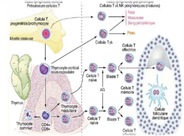 Figure 05: Schéma représentant la différenciation des cellules T (Russano et al., 2009)