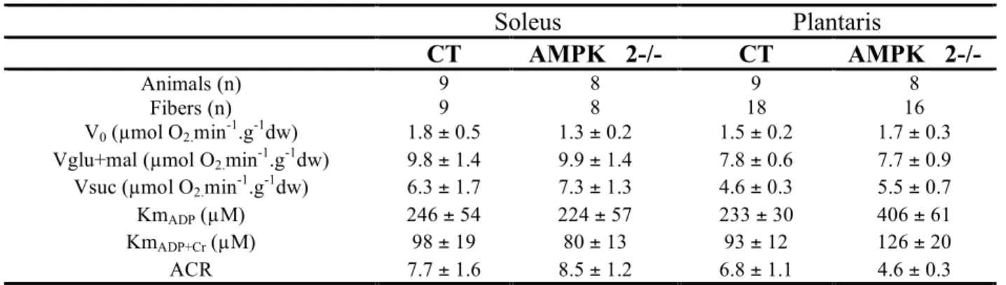 Table 3: Mitochondrial respiration on control and AMPK 2-/- muscles.  Values are means ±  S.E.M