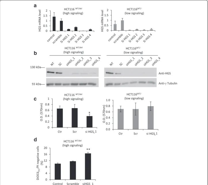 Fig. 5 HGS knockdown impairs cell viability specifically in HCT116 cells with oncogenic mutations in β -catenin
