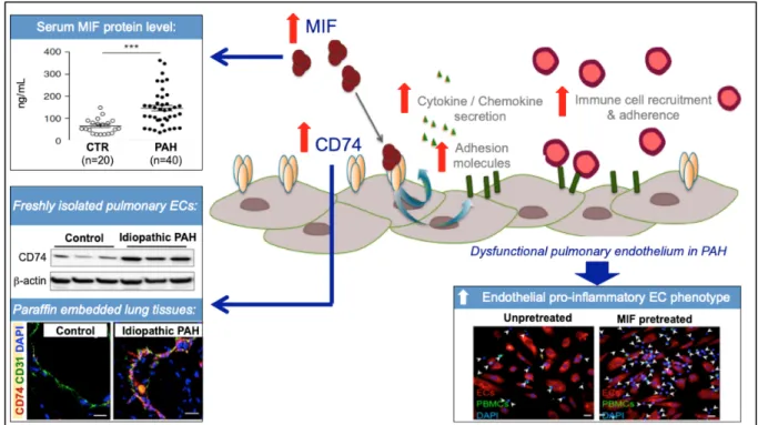 Figure 2: The MIF/CD74 axis contributes to the endothelial pro-inflammatory phenotype and  leukocyte recruitment in pulmonary arterial hypertension (PAH)