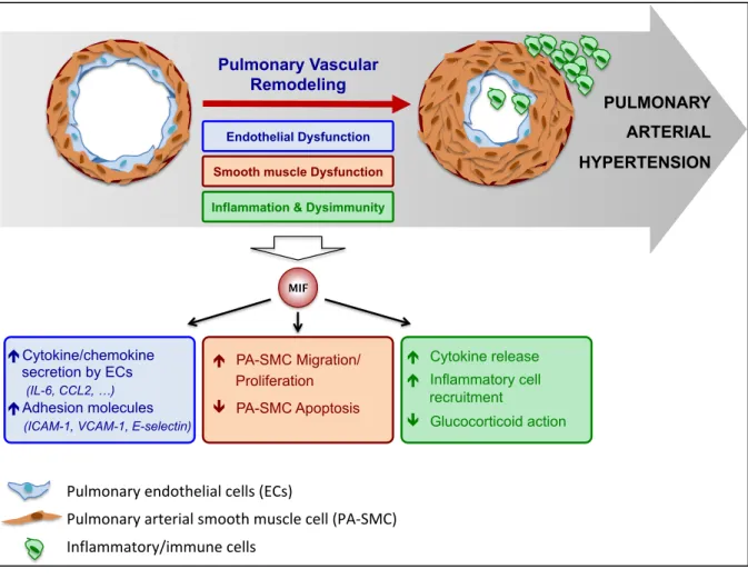 Figure 4: Schematic diagram summarizing the contribution of MIF to the 3 main components of  the pulmonary vascular remodeling associated to pulmonary arterial hypertension (PAH)
