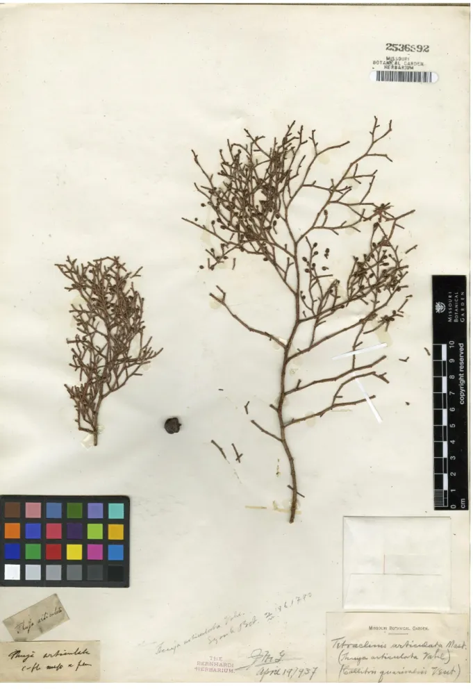 Figure 3: Spicimen de Tetraclinis articulata dans le Jardin botanique Missouri. 