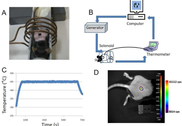 Figure 3. Imaging of heat-induced expression of luciferase by magnetic activation of MTN applied  on the transgenic mouse skin