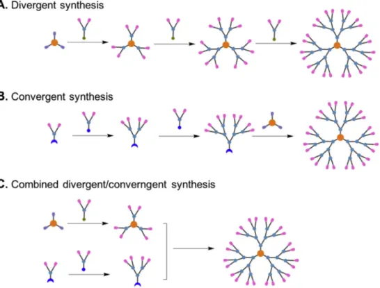 Fig. 3. Cartoon presentation of the different approaches for covalent dendrimer synthesis: (A) the divergent approach, (B) the convergent approach, and (C) the combined divergent and convergent approach.