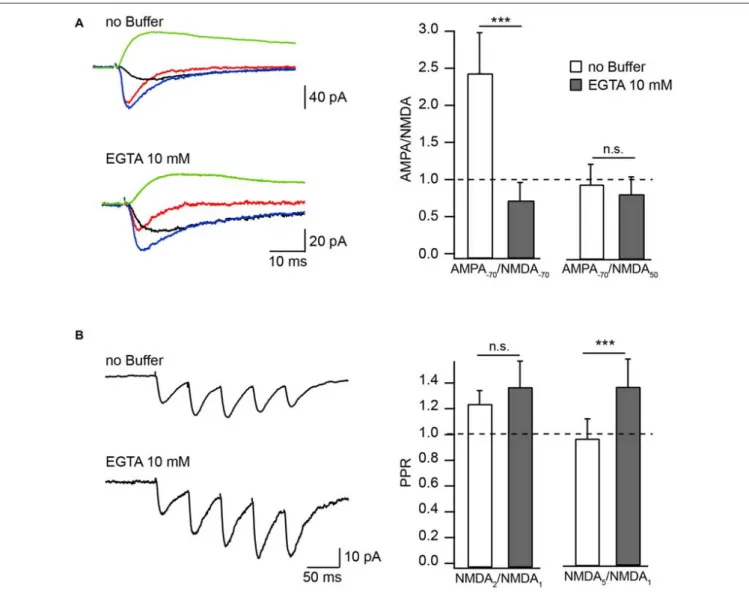 FIGURE 1 | Effect of Ca 2+ buffers on the amplitude of NMDAR mediated EPSC in Mg 2+ -free extracellular solution