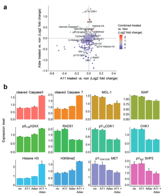 Figure 6. BCL-XL and WEE1 targeting leads to perturbation of several signals, including epigenetic, DNA damage/repair, apoptosis, and cell cycle regulators