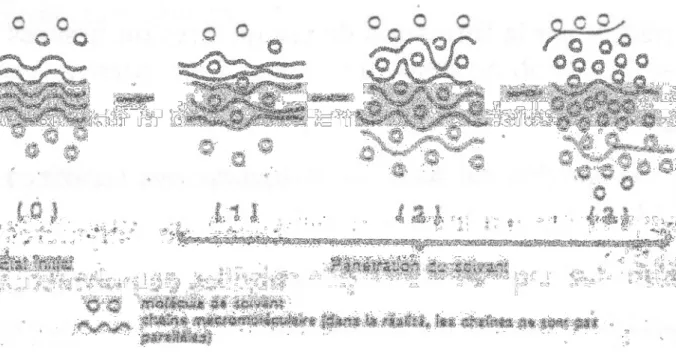 Figure II-3 : Schéma de la pénétration d’un solvant dans un polymère [Verdu (1990b)] 