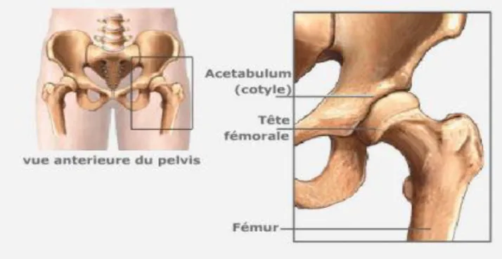 Figure 1 articulation coxo-fémorale 