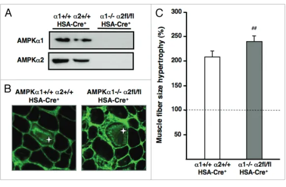 Figure 1. increased hypertrophic response in AMPK-deficient muscle fibers. (A) AMPKα1 and AMPKα2 protein expression in tibialis anterior (tA)  muscle from AMPKα1 +/+ α2 +/+  HSA-Cre +  and AMPKα1 -/- α 2 fl/fl  HSA-Cre +  mice