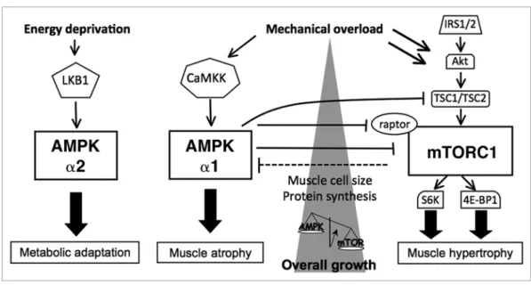 Figure 3. the AMPK/mtOrC1 gauge tightly controls muscle cell size. AMPKα1 and α2 catalytic isoforms perform diverse functions in skeletal muscle