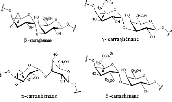 Tableau 4 : Différentes unités α-D-galactose de la famille β. 