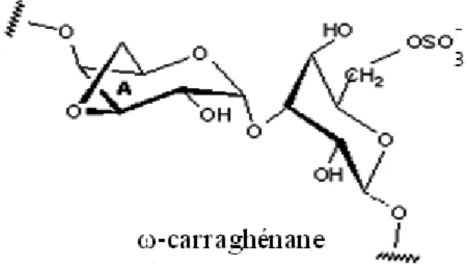 Figure 7 :  La famille ω des caraghénanes . 