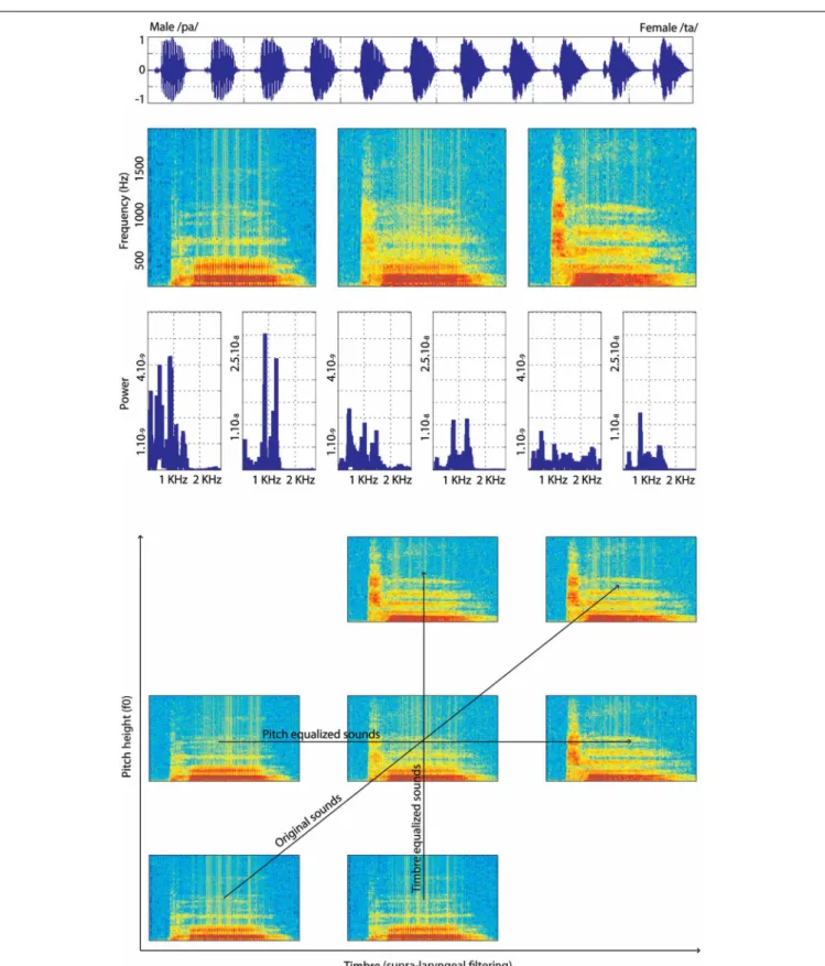FIGURE 1 | Illustration of one continuum of male-/pa/ to female-/ta/. At the top is presented a male-/pa/ to female-/ta/ continuum in the time domain (waveforms)