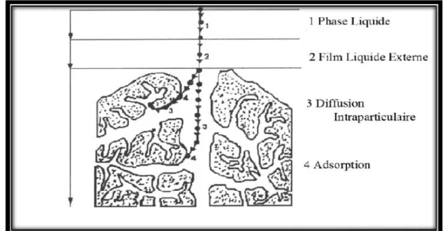 Figure I.12 : Domaines d’existence d’un soluté lors de l’adsorption sur un matériau  microporeux [89]