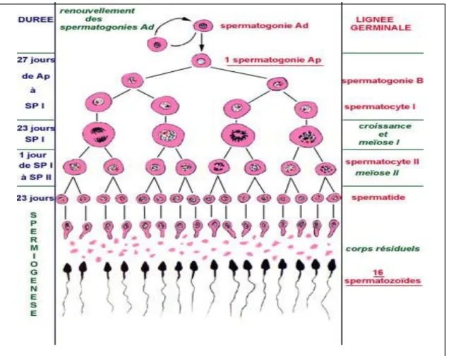 Figure 1.3 Les étapes de la spermatogenèse (Bujanet al. 1988)  c. Le spermatozoïde  