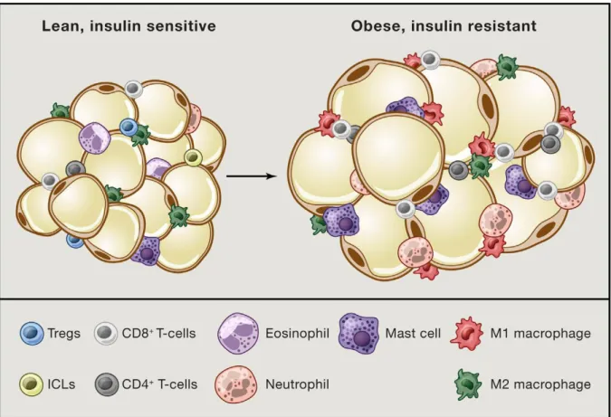 Figure 3. Cellules immunitaires composantes intégrales du coussinet adipeux chez le maigre  et l’obèse  (Rosen et spigelman, 2014) 