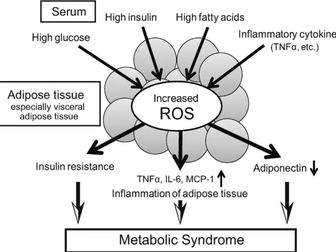 Figure  4.  Facteurs  contribuant  à  l'augmentation  des  espèces  réactives  de  l'oxygène  (ROS)  dans les adipocytes (Matsuda et Shimomura, 2013)