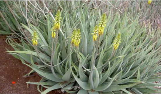 Figure 5 . Aloe vera Barbadensis Miller (Michayewicz, 2013). 