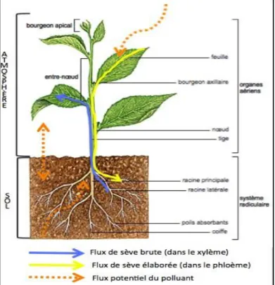 Figure 17. Schéma synthétisant les flux  potentiels de polluants au sein de la  plante et dans son environnement, ainsi 