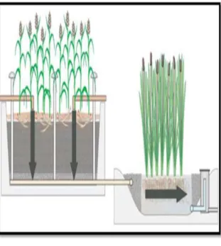 Figure 24. Vue en coupe d’un marais filtrant  hybride avec la combinaison d’un  marais SSFV suivi d’un marais SSFH 