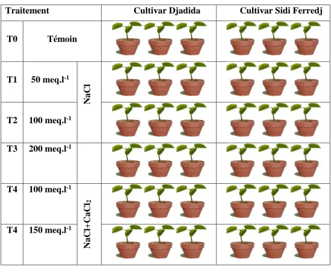 Tableau 4 : Dispositif expérimentale des deux variétés de haricots soumis au stress salin  au stade végétatif (Laredj-Zazou, 2015)