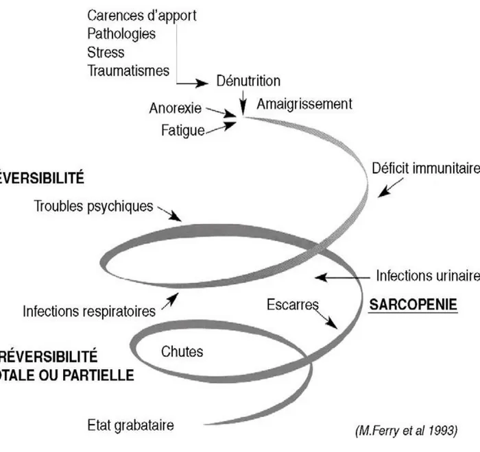 Figure 4  La spirale de la dénutrition (Ferry, 2012). 