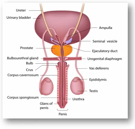 Figure 1.1: Male genital system (AHC, 2017)  