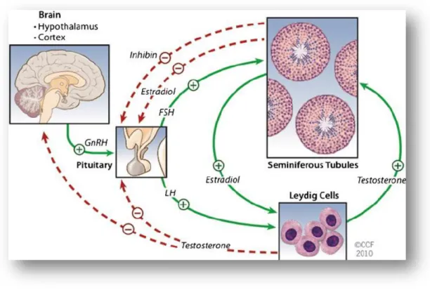 Figure 1.2: Hypothalamic-pituitary–gonadal (HPG) axis (Mohanty and Singh, 2017) 