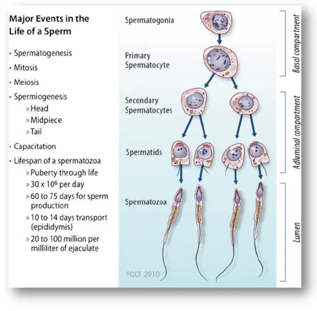 Figure 1.4: Spermatogenesis. Major events in the life of a sperm involving spermatogenesis,  spermiogenesis, and spermiation (Durairajanayagam et al., 2015) 
