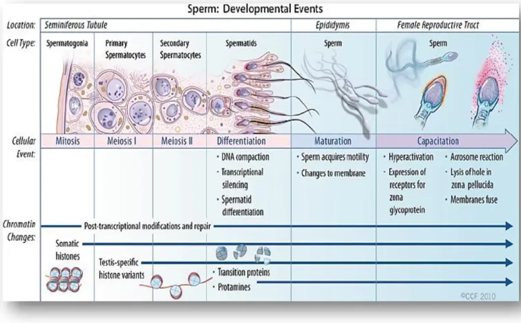 Figure 1.7: Diagrammatic representation of sperm developmental events. Changes that  occur during the development of a germ cell into a spermatozoon leading to its release and 