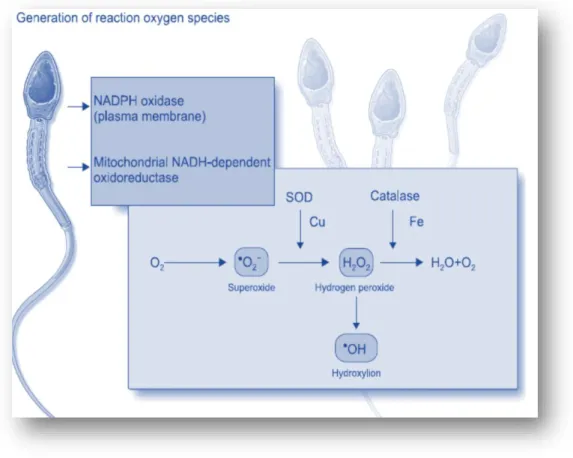 Figure 2.4: ROS Generation. NADPH: nicotinamide adenine dinucleotide phosphate,  NADH: reduced nicotinamide adenine dinucleotide, SOD: superoxide dismutase, Cu: copper, 