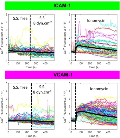 Figure S 3:  Absence of calcium signaling triggered by flow supports absence of mechanotransduction  in flow mechanotaxis