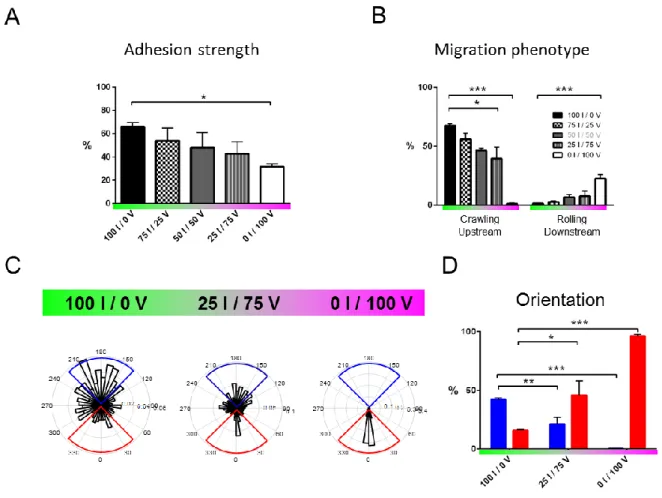 FIGURE 2: ICAM-1 imposes strong adhesion and upstream crawling whereas VCAM-1 allows transient  adhesion and downstream crawling/rolling