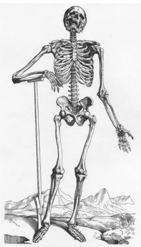 Figure 9.1: squelette entier vue de face.            Figure 9.2: squelette entier vue de face