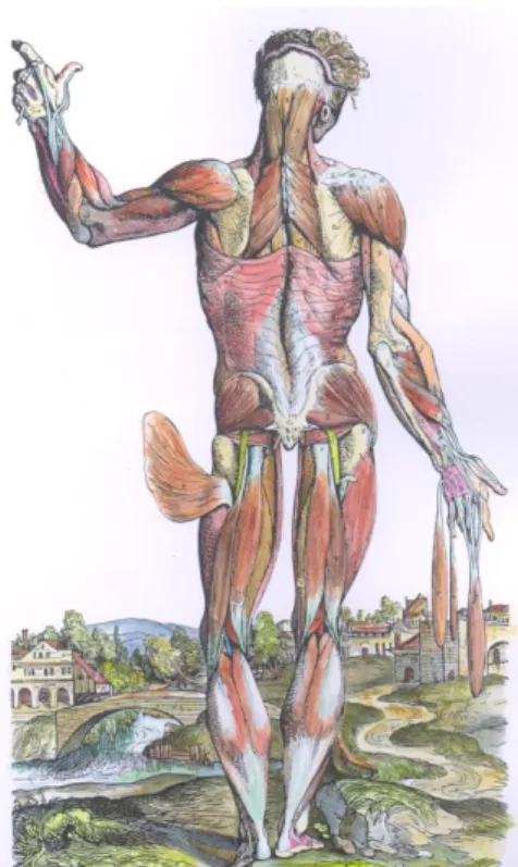 Figure 12.1: muscles squelettiques                                        Figure 12.2 : muscles squelettiques                 vue de face