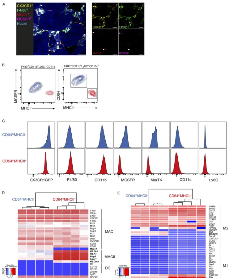 Figure 1.  Phenotypic characterization of two tMφ populations by cell-surface marker and gene expression profiling