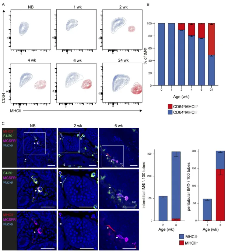 Figure 2. tM φ  populations dynamically change during postnatal development. (A and B) Analysis of the proportion of CD64 hi MHC II − interstitial and CD64 lo MHC II +  peritubular tMφ from mice of the indicated ages, showing representative FACS plots (A) 