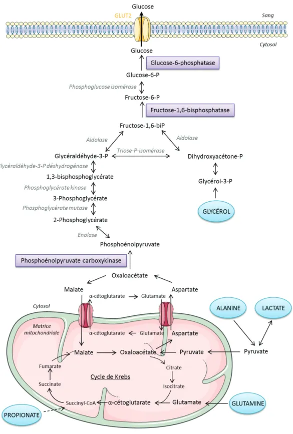 Figure 7 : La néoglucogenèse 